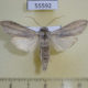 55592p Noctuidae Cuculia umbratica Altai reg. $10