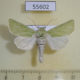 55602p Noctuidae Calamia tridens Altai reg. $9