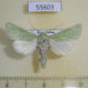 55603p Noctuidae Calamia tridens Kazakhstan $9