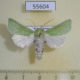 55604p Noctuidae Calamia tridens Kazakhstan $7
