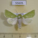 55605p Noctuidae Calamia tridens Kazakhstan $9