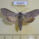 55607p Noctuidae Cucullia papoka Kazakhstan $18