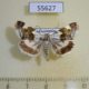55627p Noctuidae Acontia lucida Kazakhstan $7