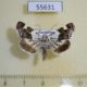 55631p Noctuidae Acontia lucida Kazakhstan $7