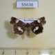 55636p Noctuidae Tyta luctuosa Kazakhstan $6