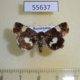 55637p Noctuidae Tyta luctuosa Kazakhstan $6