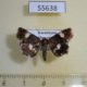55638p Noctuidae Tyta luctuosa Kazakhstan $5