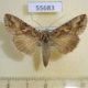 55683p Noctuidae Autographa circumflexa Kazakhstan $10