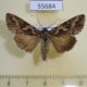 55684p Noctuidae Autographa circumflexa Kazakhstan $10