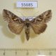 55685p Noctuidae Autographa circumflexa Kazakhstan $10