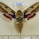 55708p Sphingidae Hyles euphorbiae f Kazakhstan $12
