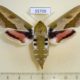 55709p Sphingidae Hyles euphorbiae f Kazakhstan $12