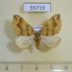 55719p Geometridae Pelurga comitata Kazakhstan $4