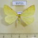 55721p Geometridae Opisthograptis luteolata Kazakhstan $4