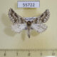 55722p Geometridae Phaselia narynaria Kazakhstan $18