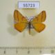 55723p Geometridae Lythria purpuraria Kazakhstan $7