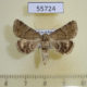 55724p Noctuidae Odice arcuinna Kazakhstan $10