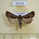 55725p Noctuidae Chersotis transiens Kazakhstan $8
