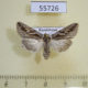55726p Noctuidae Lophoterges centralasiae Kazakhstan $8