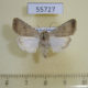 55727p Noctuidae Caradrina albina Kazakhstan $6