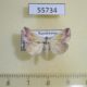 55734p Noctuidae Eublemma purpurina Kazakhstan $20