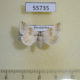55735p Noctuidae Eublemma amoena Kazakhstan $20