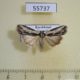 55737p Noctuidae Cryphia raptricula Kazakhstan $7