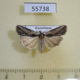 55738p Noctuidae Cryphia raptricula Kazakhstan $7