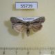 55739p Noctuidae Cryphia raptricula Kazakhstan $7