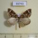 55743p Geometridae Eulithis prunata Kazakhstan $5
