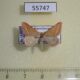 55747p Geometridae Casilda antophilaria Kazakhstan $