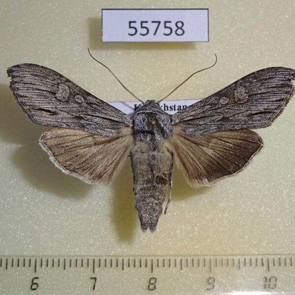 Noctuidae Cucullia papoka Kazakhstan