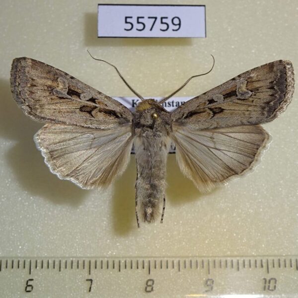 Noctuidae Euxoa temera Kazakstan