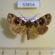 59856p Noctuidae sp. Dominicana $5