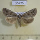 55775p Noctuidae Phidrimana amurensis Kazakhstan $5