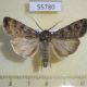 55780p Noctuidae Euxoa conspicua Kazakhstan $7
