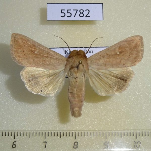 Noctuidae Mythimna ferrago Kazakhstan
