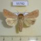 55782p Noctuidae Mythimna ferrago Kazakhstan $6