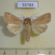 55783p Noctuidae Mythimna ferrago Kazakhstan $6
