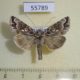 55789p Noctuidae Panchrysia ornata Kazakhstan $10