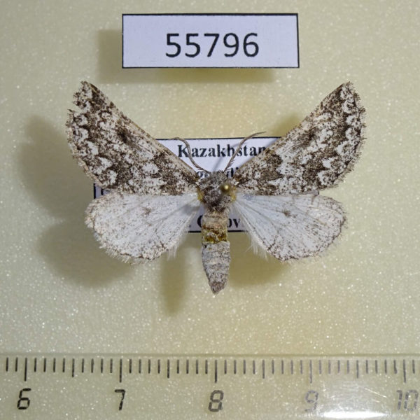 Geometridae Phaselia narynaria Kazakhstan