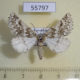 55797p Geometridae Phaselia narynaria Kazakhstan $18