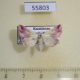 55803p Noctuidae Eublemma purpurina Kazakhstan $22
