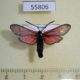 55806p Zygaenidae Zygaena osterodensis Krasnoyarsk reg. $6