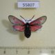 55807p Zygaenidae Zygaena osterodensis f Krasnoyarsk reg. $7