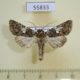 55833p Noctuidae Hadena albimacula Kazakhstan $8