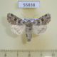 55838p Noctuidae Hadula stigmosa Kazakhstan $10