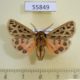 55849p Arctiidae Chelis dahurica Kazakhstan $20