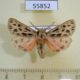 55852p Arctiidae Chelis dahurica Kazakhstan $14