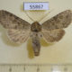 55867p Noctuidae Polia serratilinea spallax Kazakhstan $12